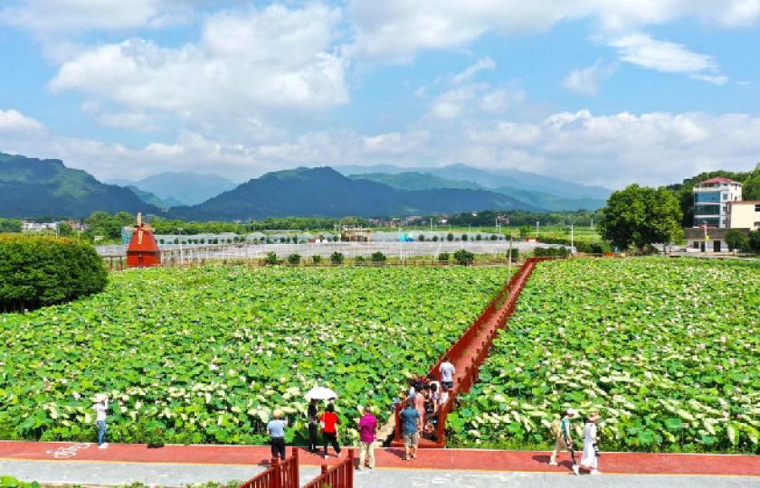 Turisté ve vesnici Maping u města Yongzhou v provincii Hunan si užívají krásu místních lotosů. 