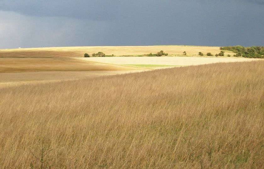 Pole v Čechách. Foto: Luděk, CC BY-SA 3.0