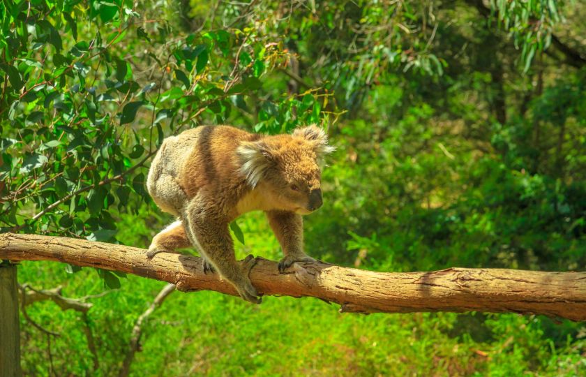 Medvídek koala. Foto: Profimedia.