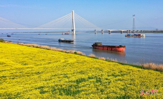 Řepkové květy na břehu řeky Yangtze v okrese Zongyang ve městě Tongling v provincii Anhui. Foto: Zuo Xuechang / Guangming Picture